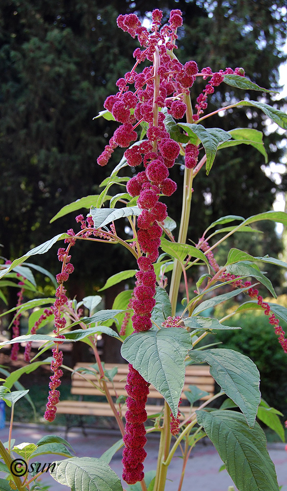 Image of Amaranthus caudatus specimen.