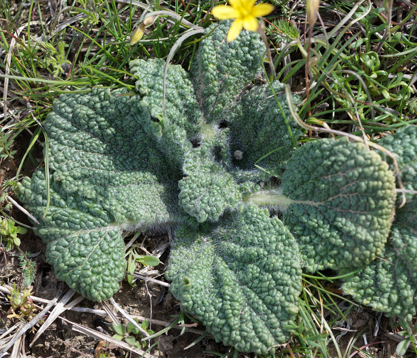 Image of Eremostachys isochila specimen.