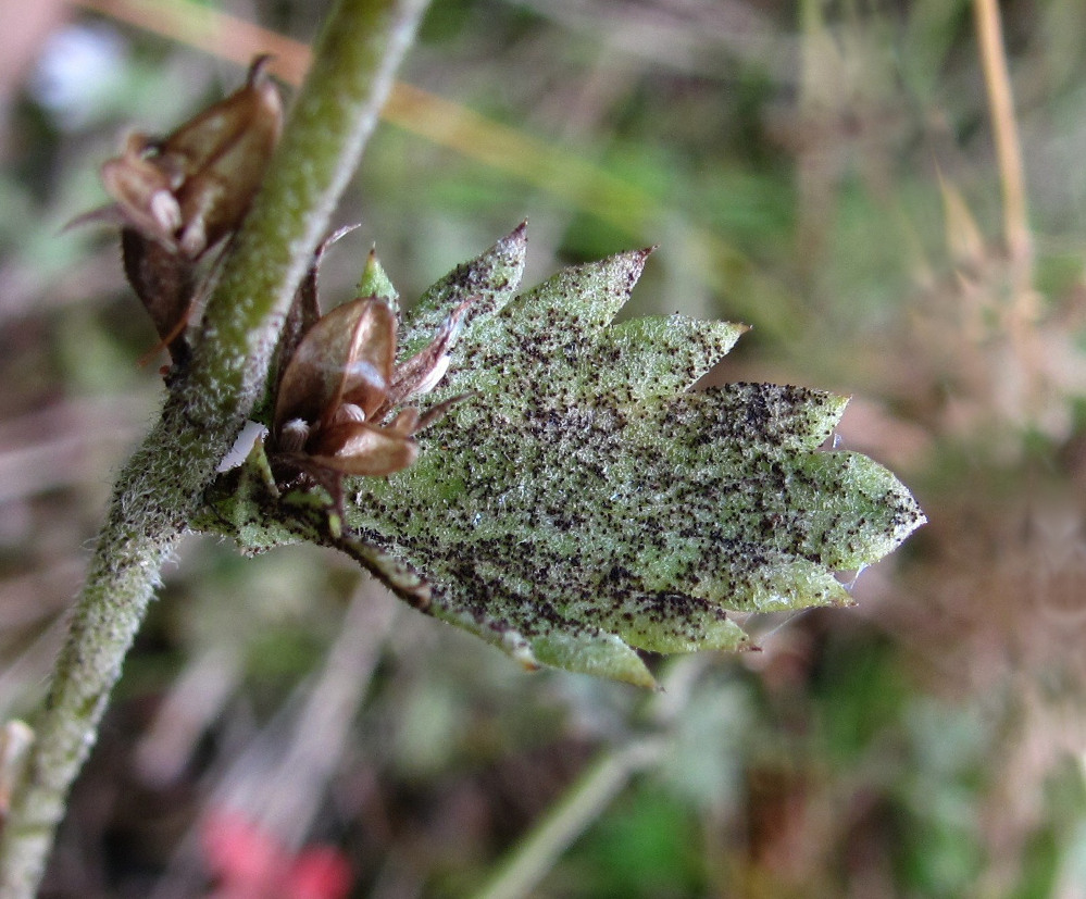 Image of Euphrasia brevipila specimen.