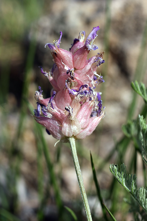 Изображение особи Astragalus schrenkianus.