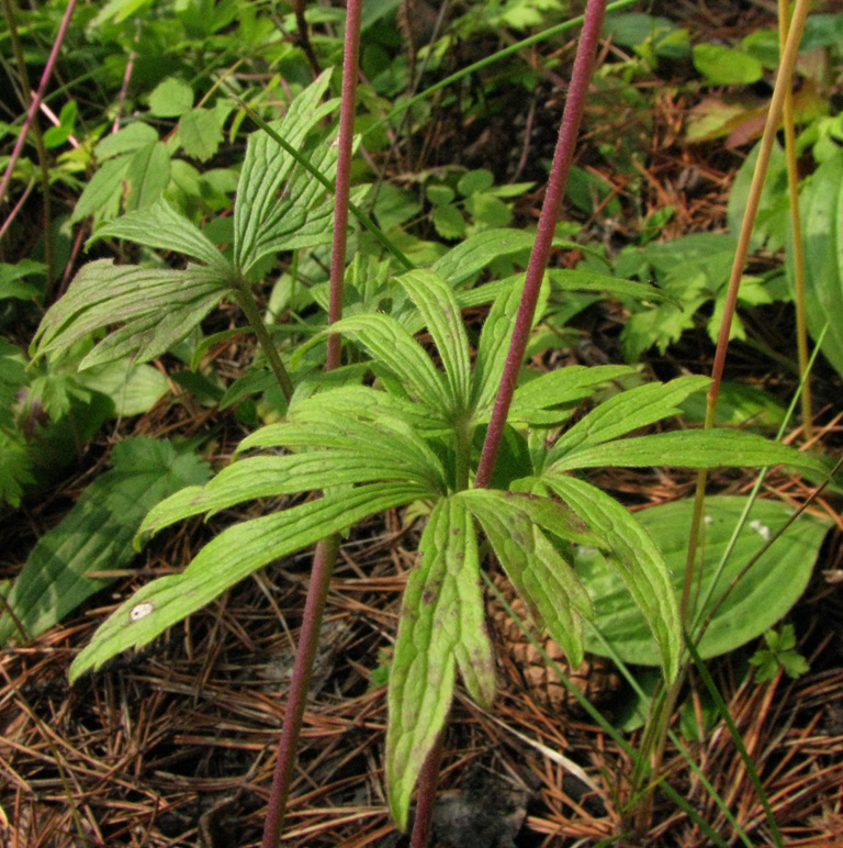 Изображение особи Anemone sylvestris.