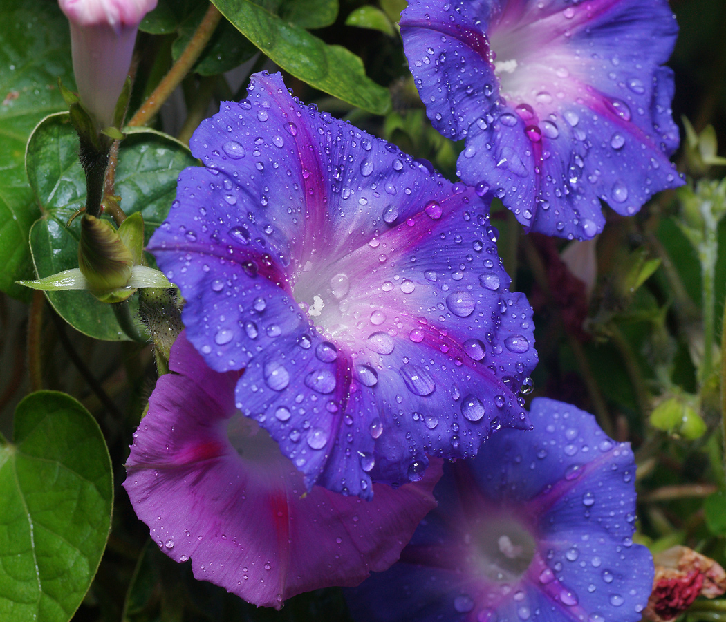 Image of Ipomoea purpurea specimen.