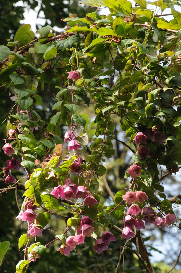 Изображение особи Lophospermum atrosanguineum.