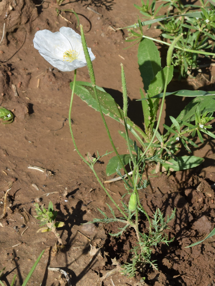 Image of Roemeria refracta specimen.