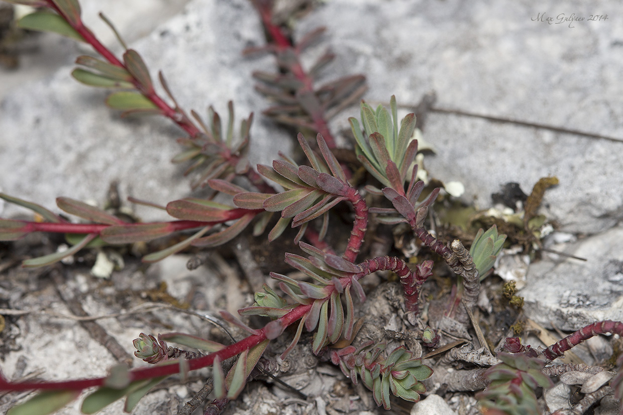 Изображение особи Euphorbia petrophila.