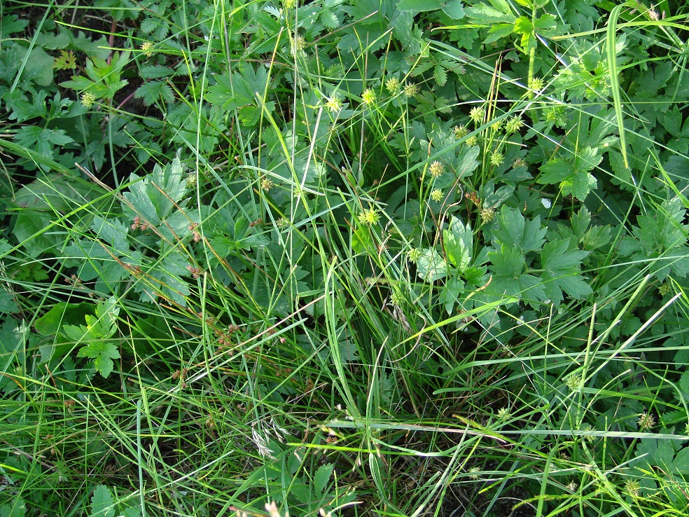 Изображение особи Ranunculus repens.