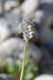 Nepeta podostachys