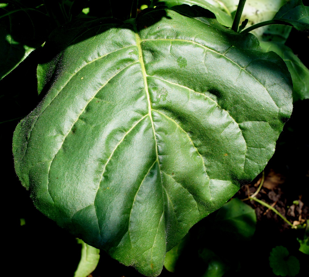 Image of Nicotiana rustica specimen.