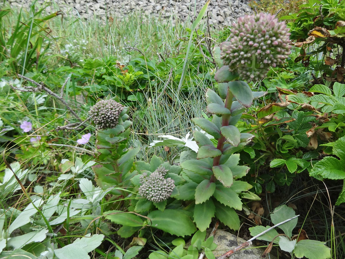 Image of Hylotelephium triphyllum specimen.