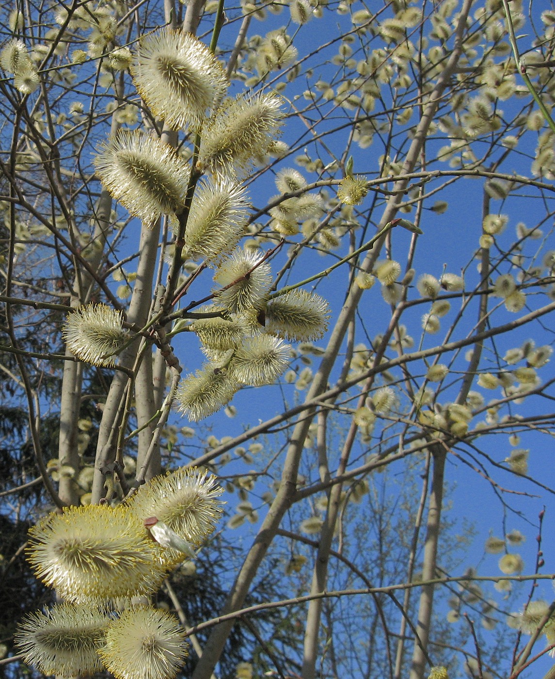 Image of Salix caprea specimen.