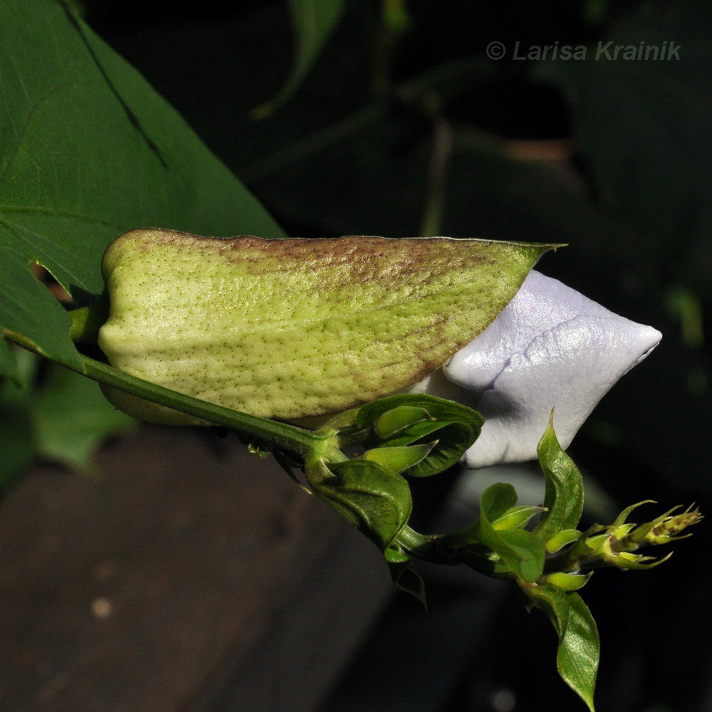 Изображение особи Thunbergia laurifolia.