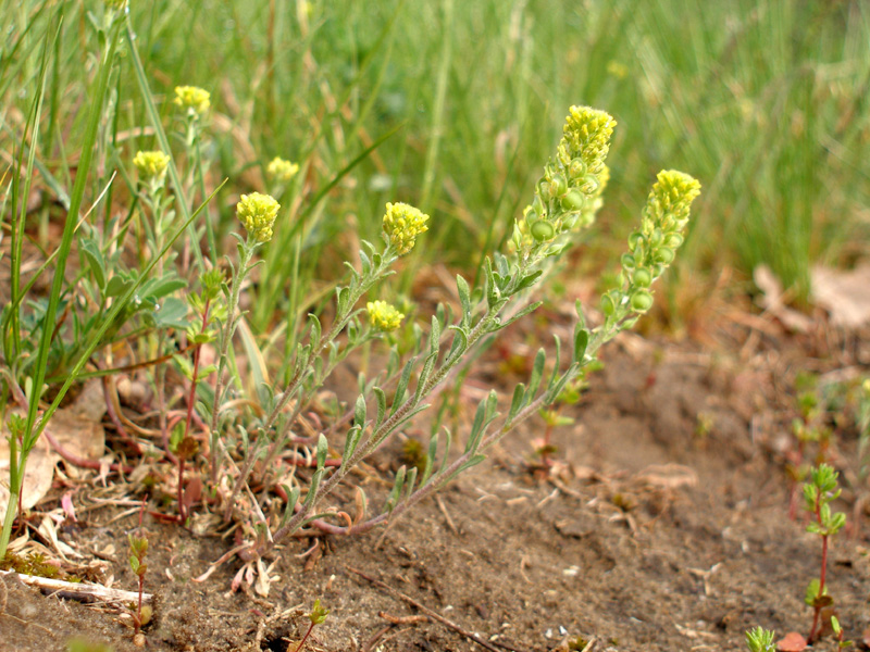 Изображение особи Alyssum turkestanicum var. desertorum.