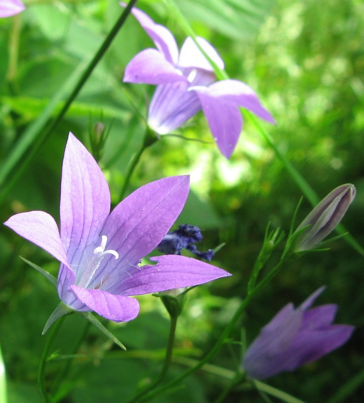 Image of Campanula patula specimen.