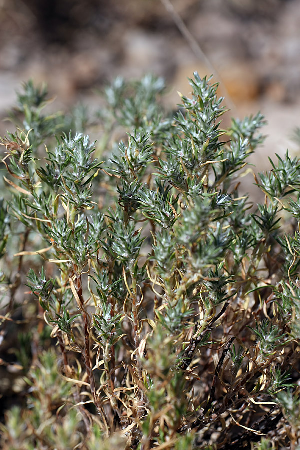 Image of Polygonum paronychioides specimen.