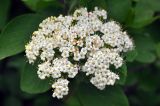 Viburnum lantana. Соцветие. Карачаево-Черкесия, окр. пос. Архыз, хребет Абишира-Ахуба, субальпийский луг у верхней границы леса (выс. около 1800 м н.у.м.). 15.06.2015.