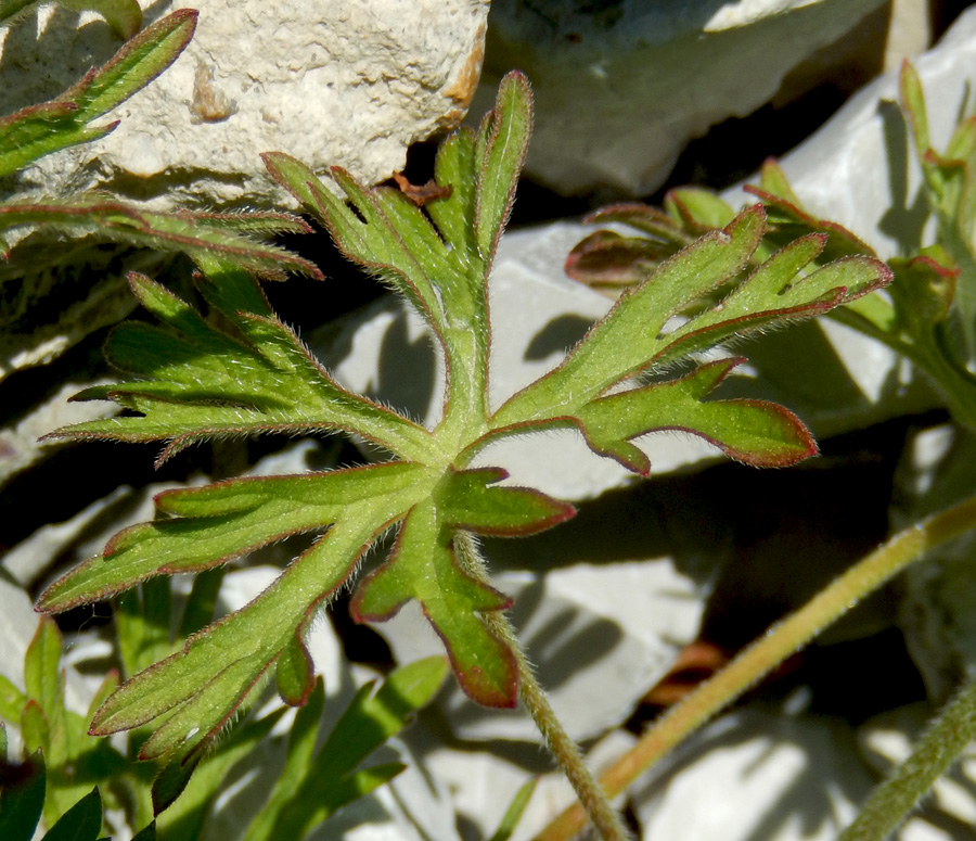Image of Geranium dissectum specimen.