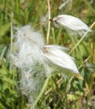 Eriophorum angustifolium. Соплодия. Восточно-Казахстанская обл., г. Риддер, окр. Малоульбинского вдхр., заболоченный луг. 29.07.2008.