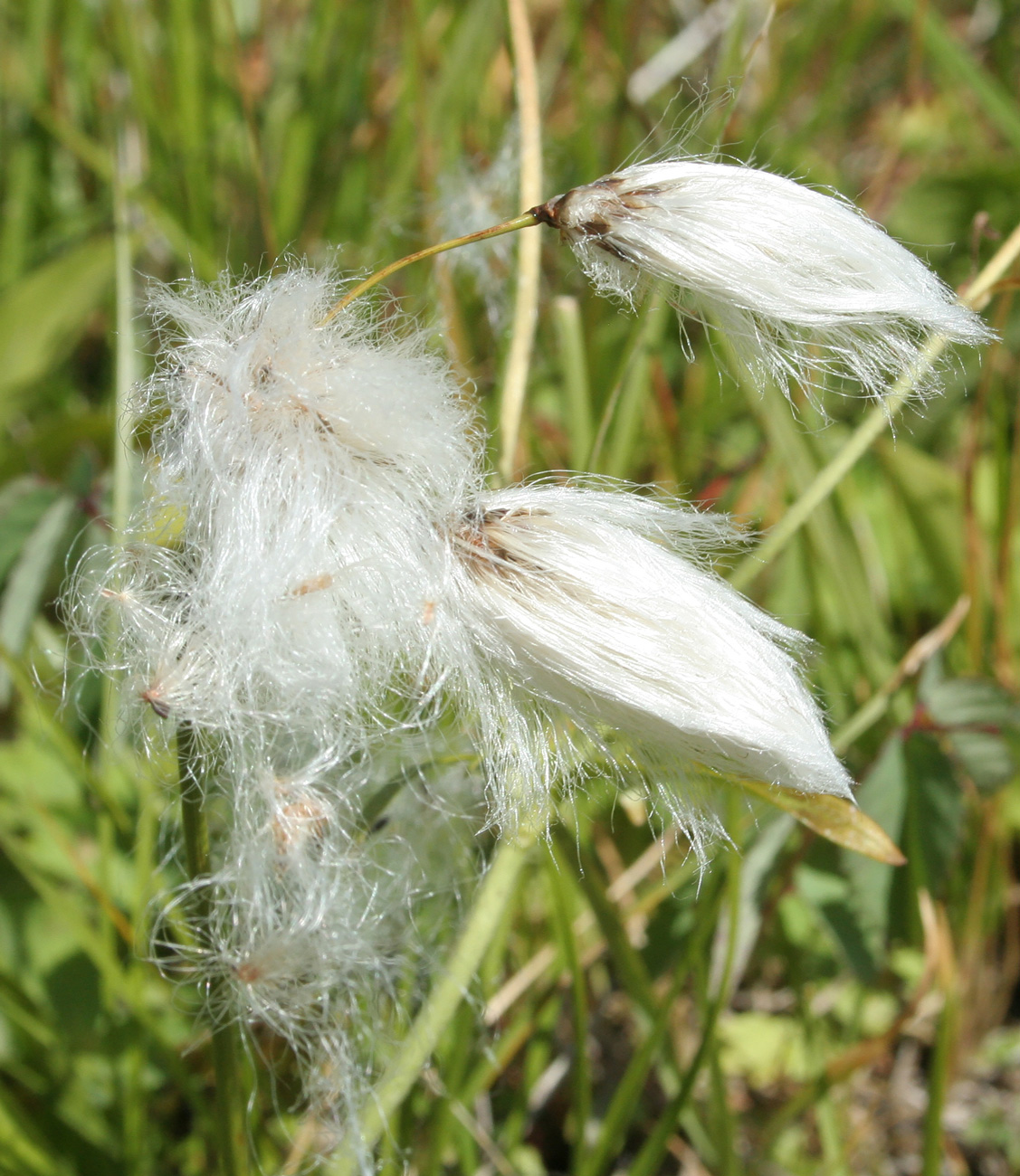 Изображение особи Eriophorum angustifolium.