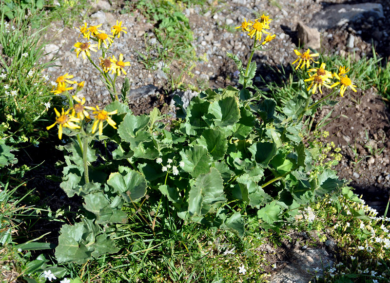 Изображение особи Senecio taraxacifolius.