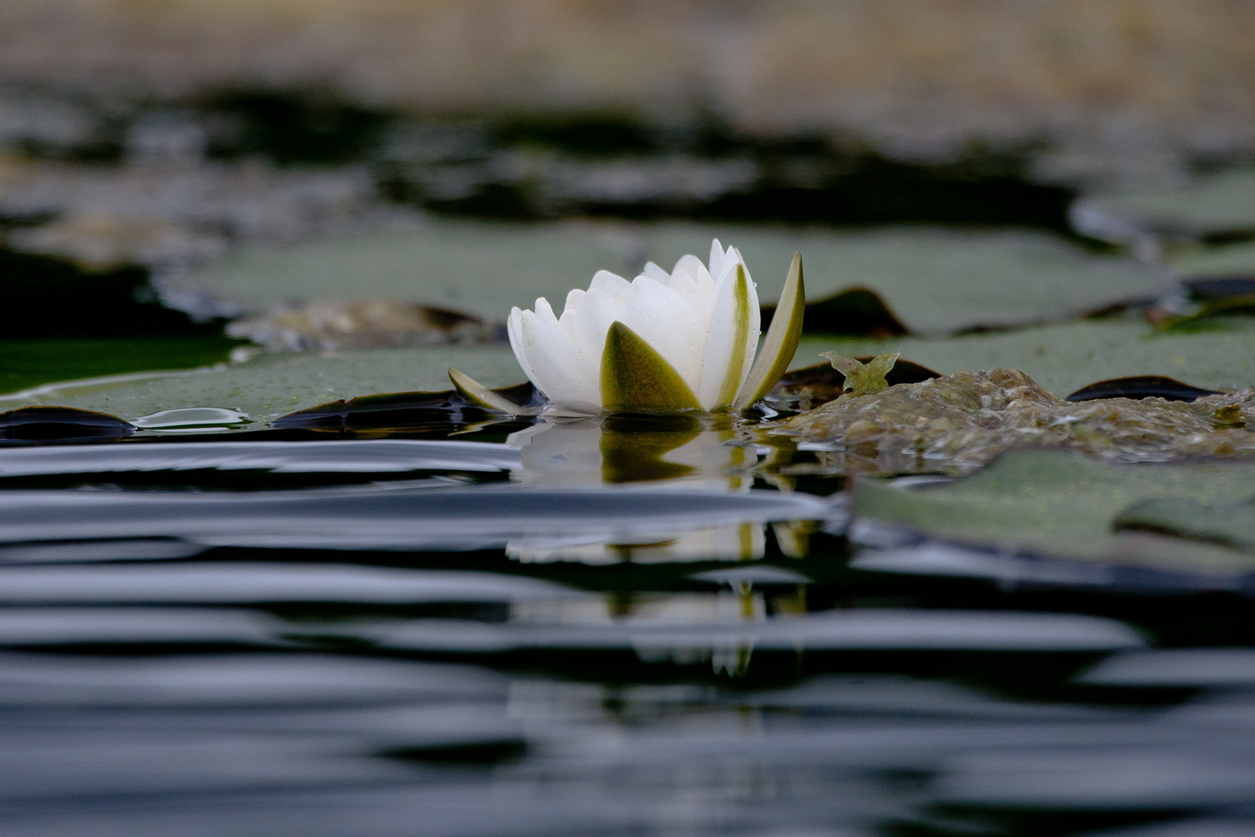 Image of Nymphaea candida specimen.