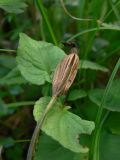 Calypso bulbosa. Верхушка побега с раскрывшимся плодом-коробочкой. Свердловская обл., окр. г. Североуральск, травяно-моховой сосняк с елью на известняках. 12.08.2007.