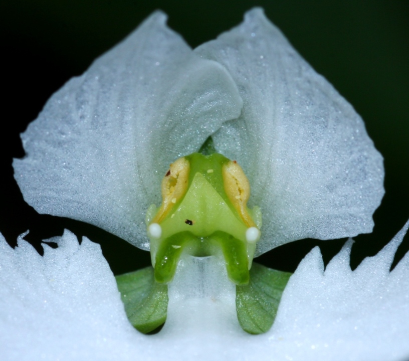 Image of Habenaria radiata specimen.