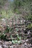 Limonium reniforme. Вегетирующие растения. Южный Казахстан, левый берег Сыр-Дарьи в 10 км выше Сюткента. 29.04.2015.