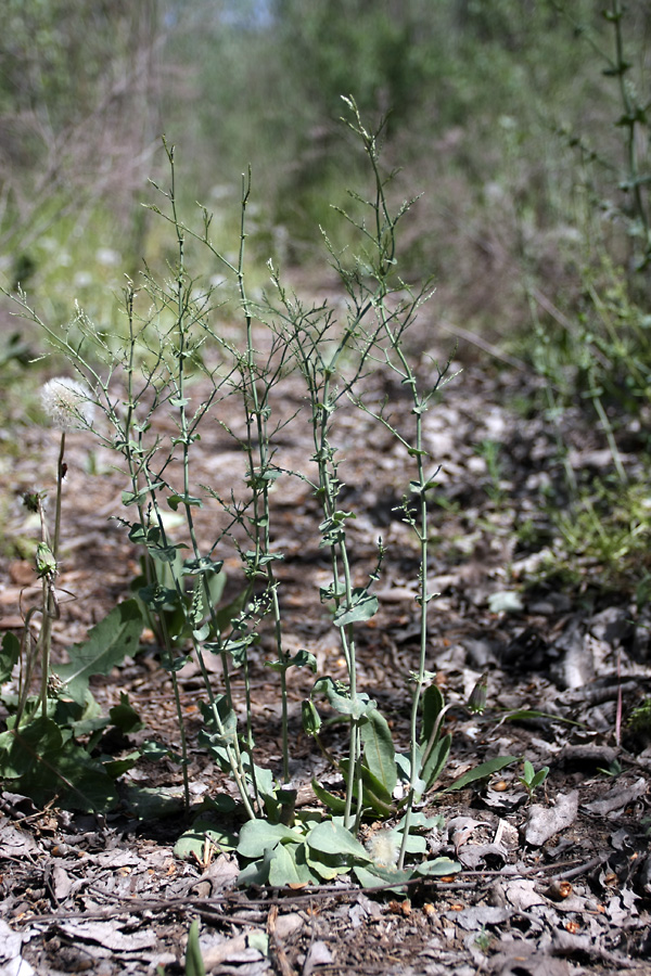 Изображение особи Limonium reniforme.