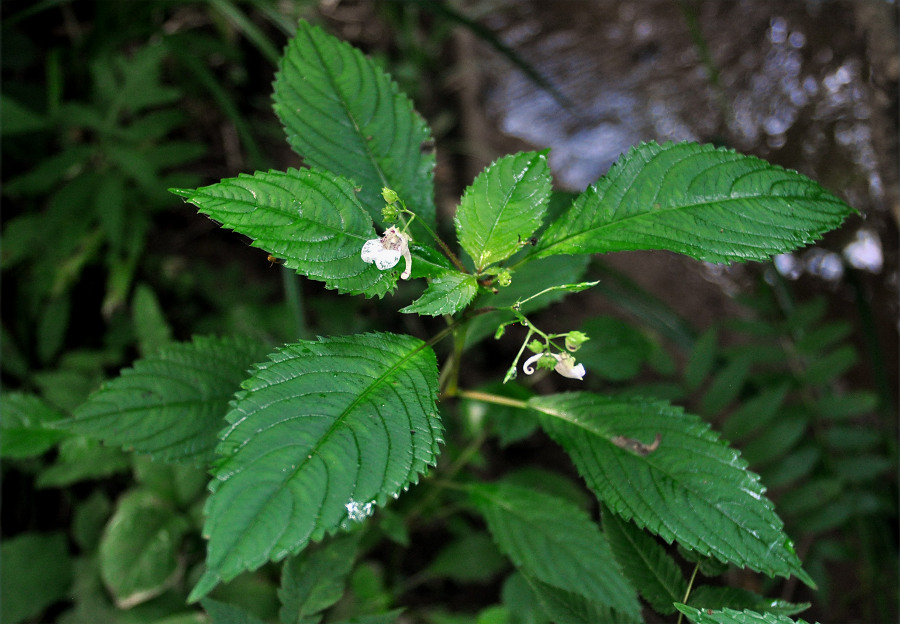 Изображение особи Impatiens furcillata.