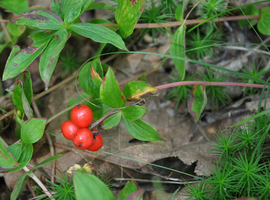 Изображение особи Chamaepericlymenum suecicum.