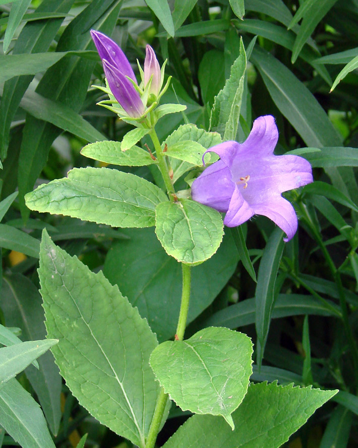 Изображение особи Campanula latifolia.