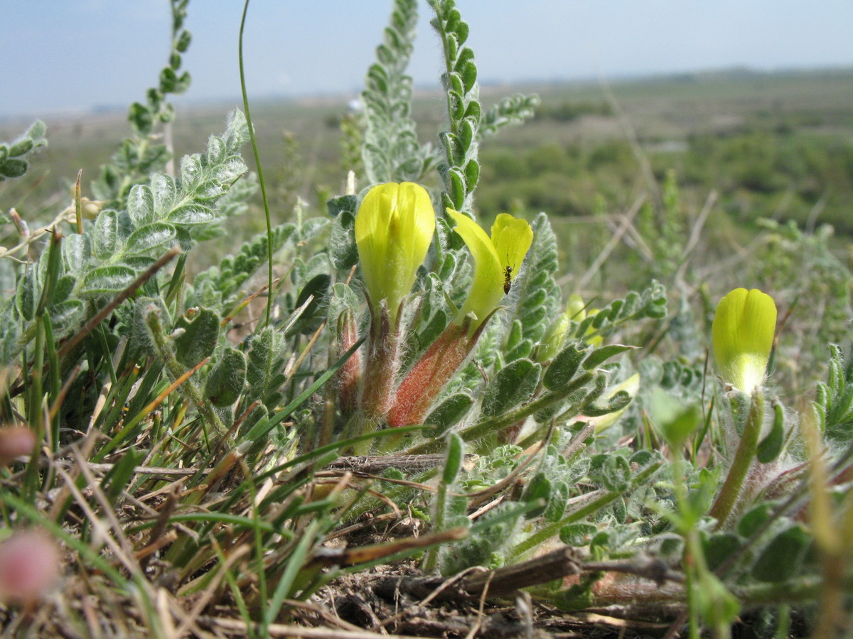 Изображение особи Astragalus mucidus.