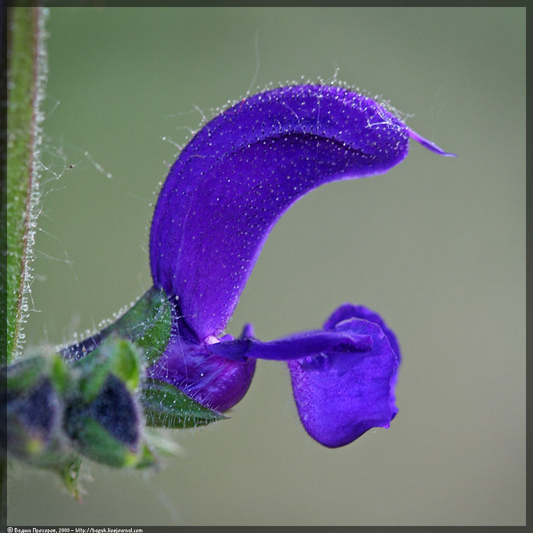 Image of Salvia pratensis specimen.