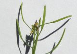 Arabidopsis thaliana