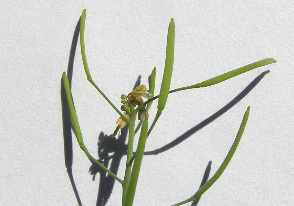 Image of Arabidopsis thaliana specimen.