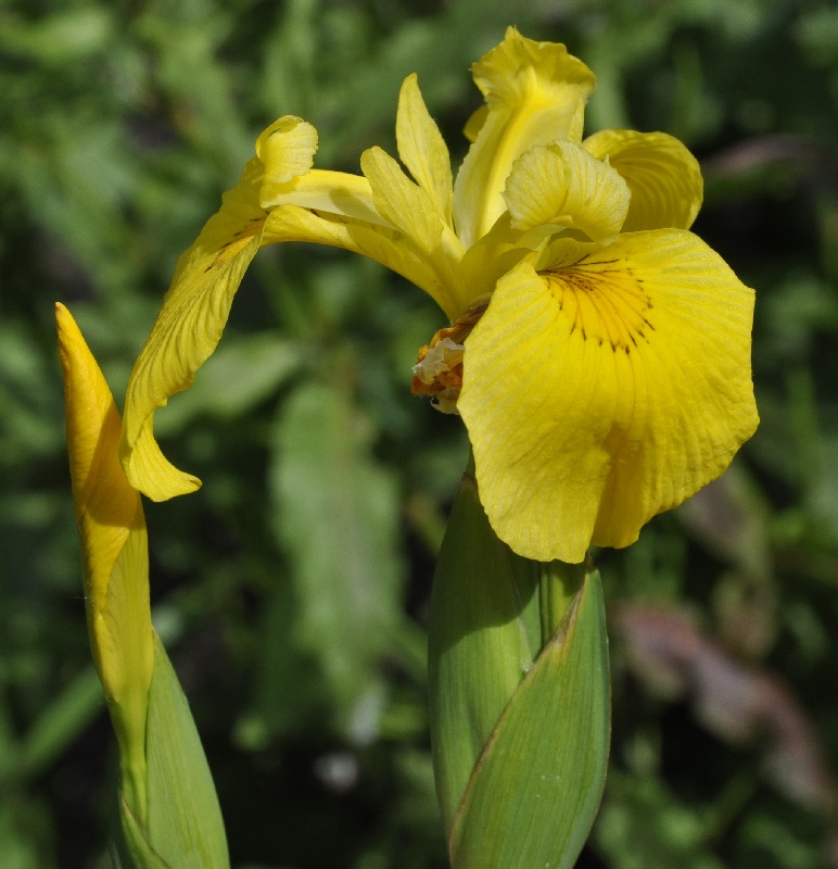 Изображение особи Iris pseudacorus.