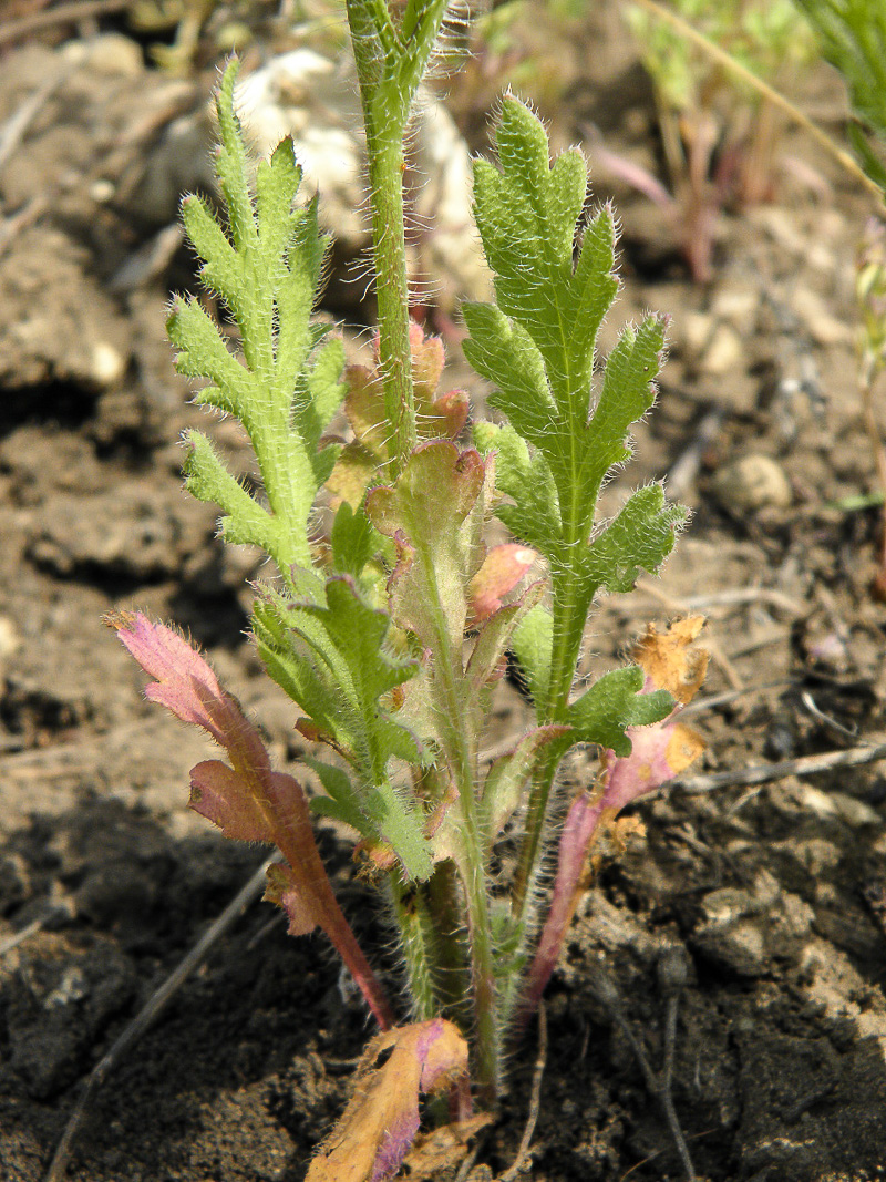 Изображение особи Papaver stevenianum.