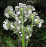 Achillea biserrata. Общее соцветие. Краснодарский край, м/о г. Геленджик, хр. Маркотх, гора Солдатская, дубово-грабовый лес с примесью клёна и липы. 09.05.2016.