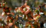 Salsola acutifolia