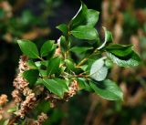 Salix starkeana