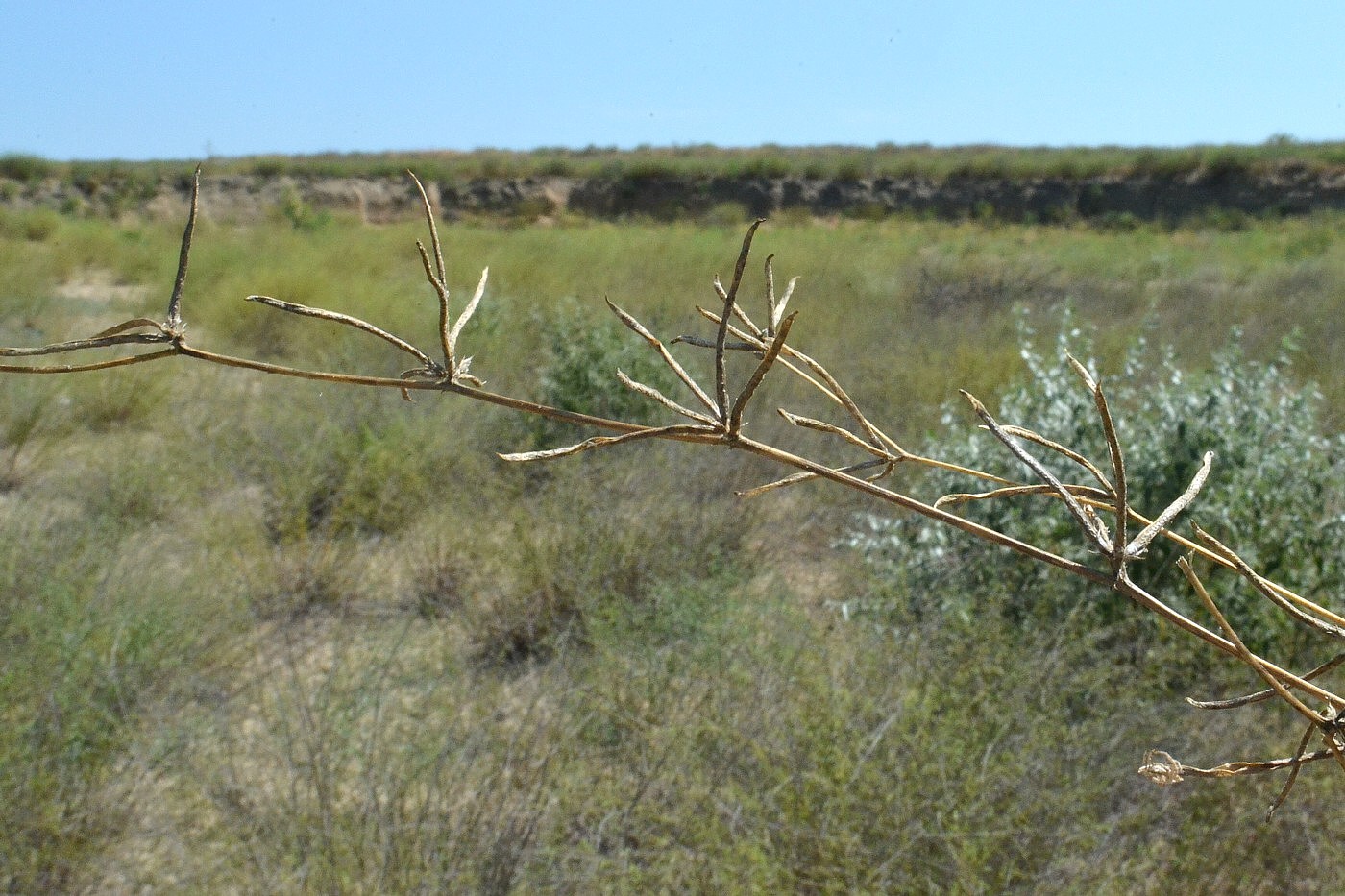 Image of Trigonella striata specimen.