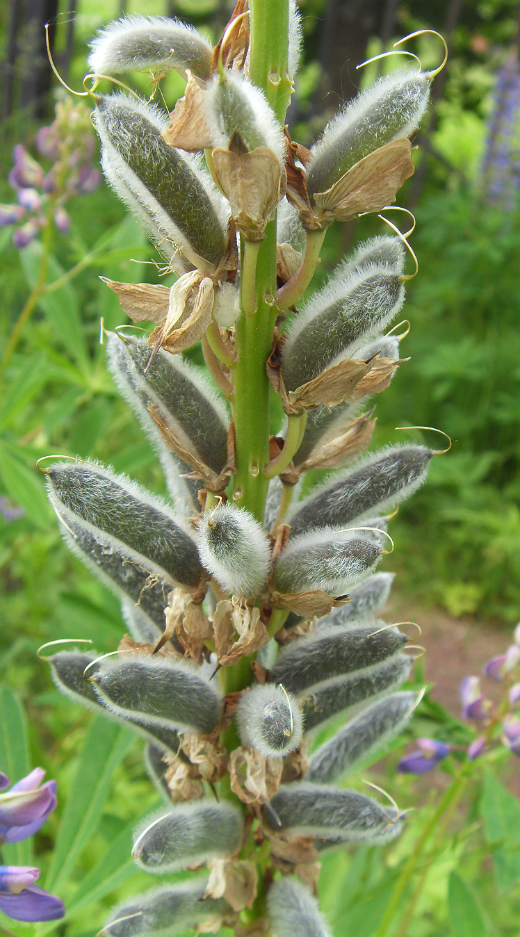 Image of Lupinus polyphyllus specimen.