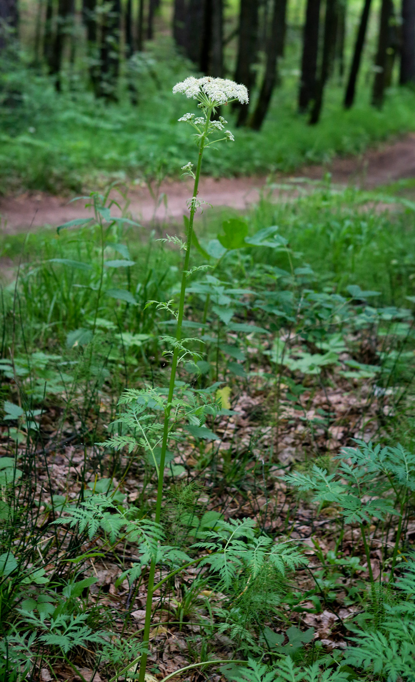 Изображение особи Pleurospermum uralense.