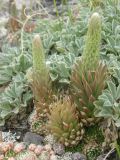 Orostachys spinosa