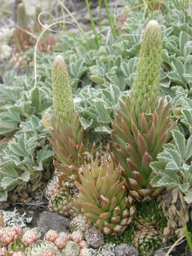 Изображение особи Orostachys spinosa.