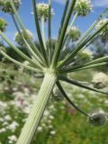 Angelica sylvestris