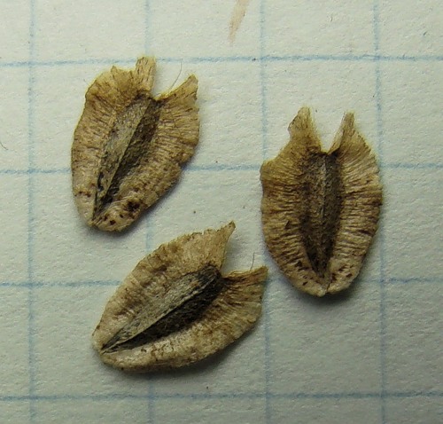 Image of Verbesina encelioides specimen.