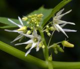 Image of taxon representative. Author is Виталий Гуменюк