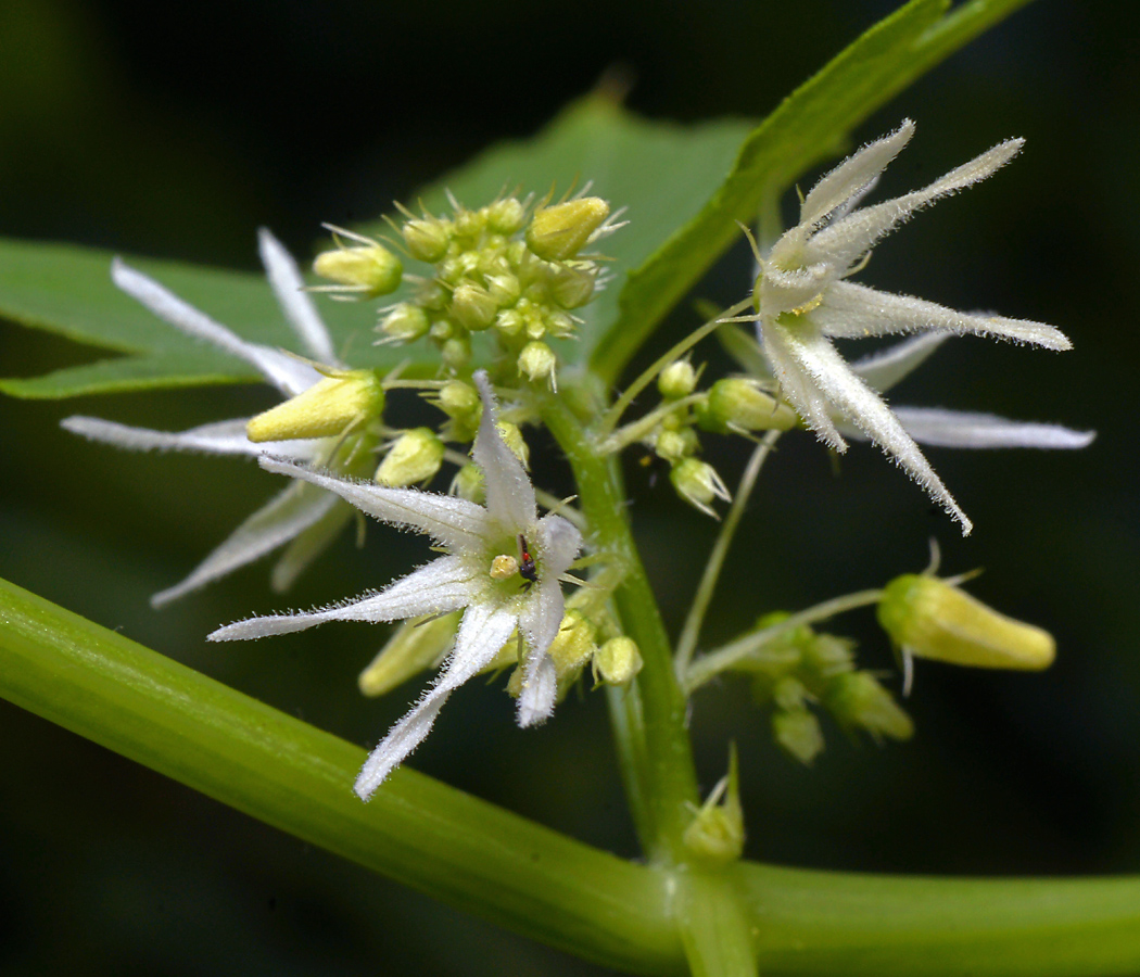 Изображение особи Echinocystis lobata.