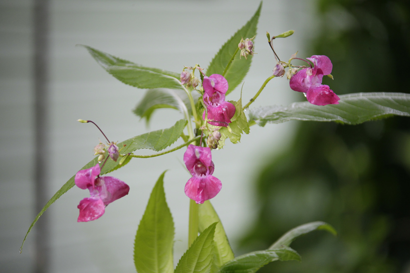 Изображение особи Impatiens glandulifera.